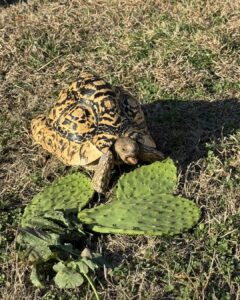 dookie-patrol-tortise